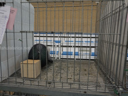 XIV Concurso Exposición de Palomas de Raza en Mula 2024